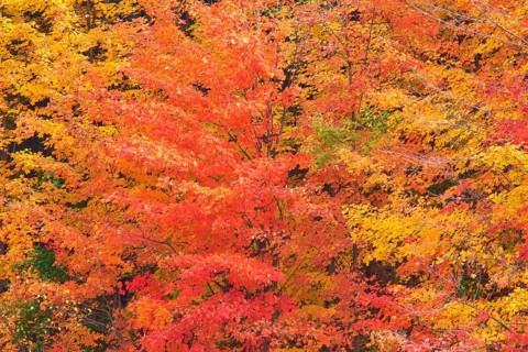Maple (Acer), in bright orange, red and yellow tones, autumn, Vermont, New England, USA, North