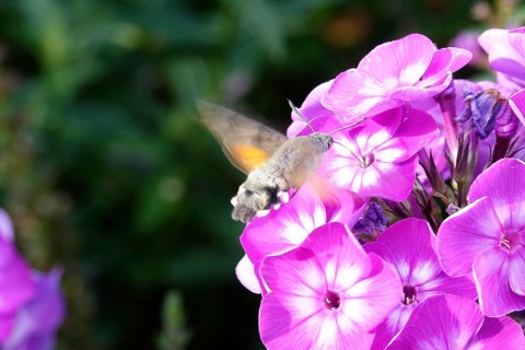 Dove tail on a phlox flower, July, Saxony, Germany, Europe