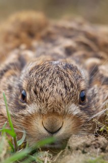European brown hare (Lepus europaeus) juvenile baby leveret animal portrait, Suffolk, England,