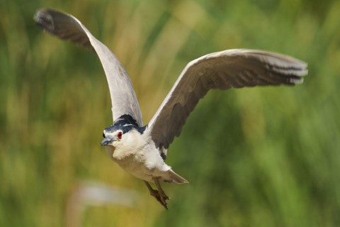 Black-crowned night heron (Nycticorax nycticorax) flying, Camargue, France, Europe