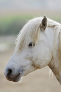 Camargue horse, portrait, Camargue, Provence, South of France