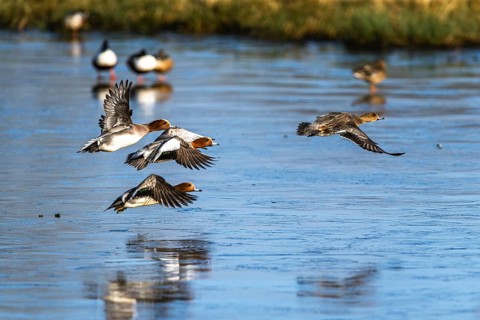 Eurasian Wigeon, (Mareca penelope) birds in flight over frozen water on marshes