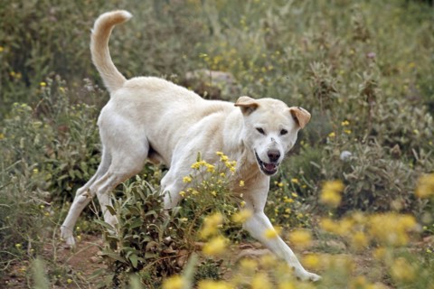 Dingo (Canis lupus dingo), Antequera, Andalusia, Spain, Captive, Europe