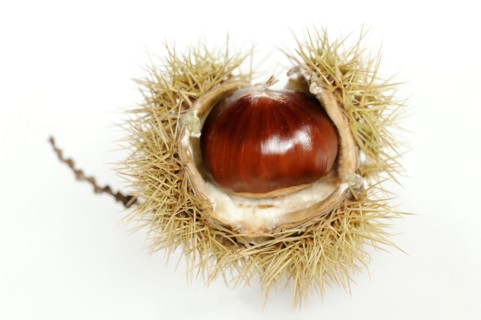 Sweet chestnut or sweet chestnut (Castanea sativa), fruit, chestnut on a white background
