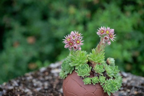 Flowering common houseleek (Sempervivum tectorum), Bavaria, Germany, Europe