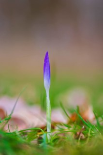 Nature photograph of a single spring crocus (Crocus vernus) in diffuse light, Neustadt am