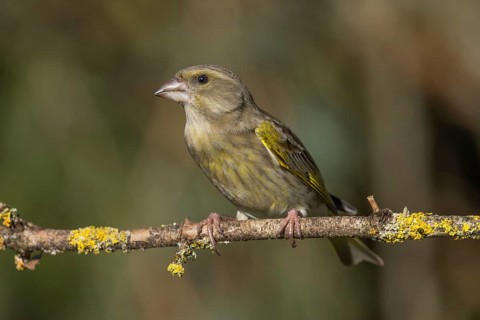 European greenfinch (Carduelis chloris) female sitting on a branch overgrown with lichen,