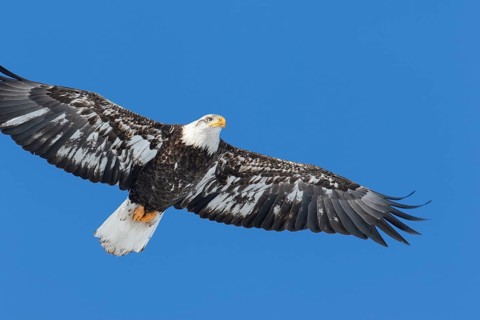 Juvenile bald eagle (Haliaeetus leucocephalus) flying under a blue sky. Region of Lanaudiere.