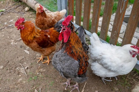 Crowing rooster (Gallus) with his chickens, Siegen, North Rhine-Westphalia, Germany, Europe