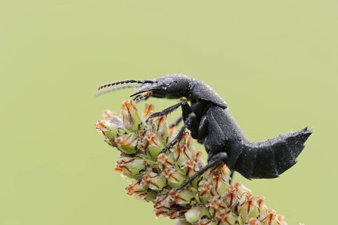 Devil's coach-horse beetle (Ocypus olens) in defence posture, North Rhine-Westphalia, Germany,