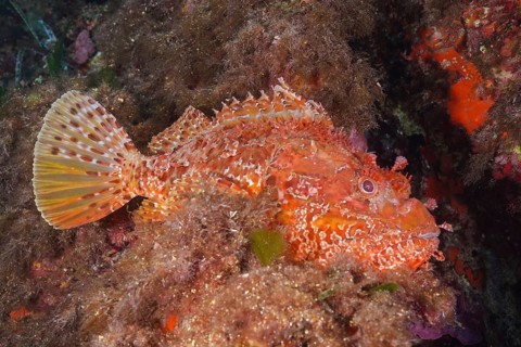 Large red scorpionfish (Scorpaena scrofa), sea sow, in the Mediterranean near Hyères. Dive site