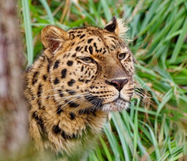 Amur leopard (Panthera pardus orientalis) Animal portrait, captive, threatened with extinction,