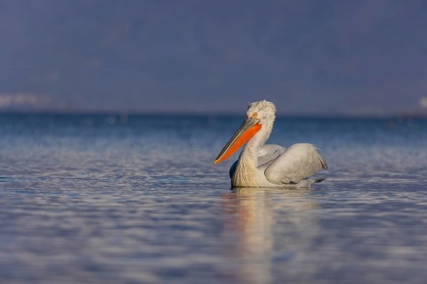 Dalmatian Pelican (Pelecanus crispus), swimming, orange throat pouch, Lake Kerkini, Greece, Europe
