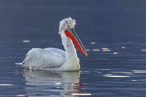Dalmatian pelican (Pelecanus crispus), swimming in the evening light, magnificent plumage, red