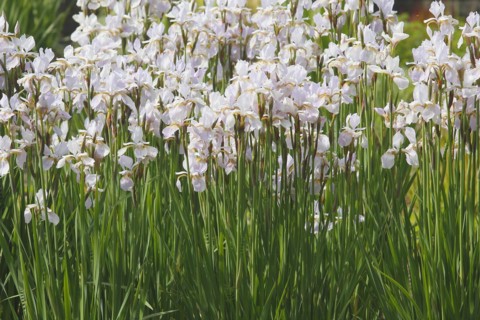 Siberian iris (Iris sibirica), flowers, North Rhine-Westphalia, Germany, Europe