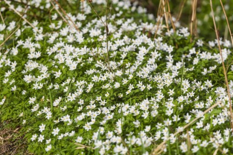 The Polenz is the right-hand, smaller headwaters of the Lachsbach in Saxony and flows through the