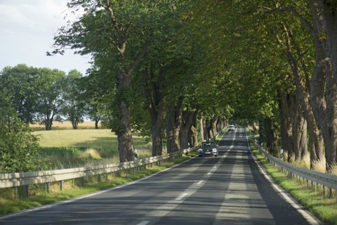 Chestnut avenue (Castanea) on a country road, Mecklenburg-Western Pomerania, Germany, Europe