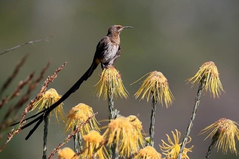 Cape Honeybird (Promerops cafer), adult, male, on flower, Protea, vigilant, Kirstenbosch Botanical