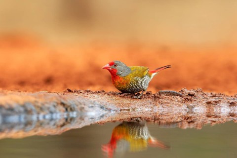 Green-winged pytilia (Pytilia melba), adult, at the water, Kruger National Park, Kruger National