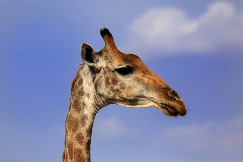 Southern giraffe (Giraffa camelopardalis giraffa), adult, portrait, Kruger National Park, Kruger