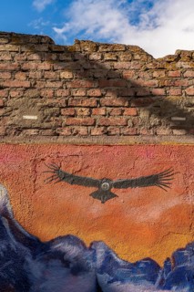 Colourful graffito with the image of an Andean condor (Vultur gryphus), street art in the city of