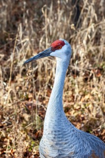 Milford, Michigan, A sandhill crane (Antigone canadensis) at Kensington Metropark