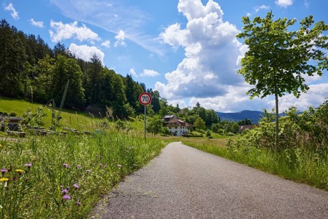 Cycle path with wildflowers and tree from the frog's perspective in a landscape near Biederbach,