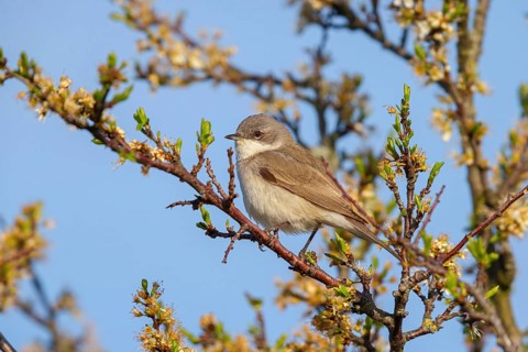 Lesser whitethroat (Sylvia curruca), perch, Quirnheimer Berg, Bad Dürkheim district,