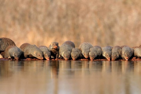 Zebra mongoose (Mungos mungo), adult, group, at the water, drinking, Kruger National Park, Kruger