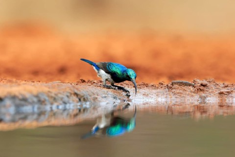 White-bellied Sunbird (Cinnyris talatala), adult, male, at the water, drinking, Kruger National