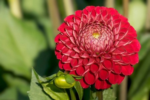 Red Dahlia, Dahlia, Münsterland, North Rhine-Westphalia, Germany, Europe