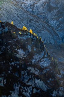 Gleefully coloured larches against the light on a rugged cliff, Canton Valais, Switzerland, Europe