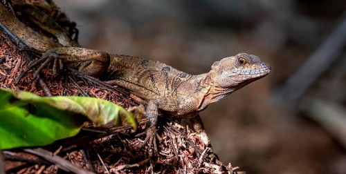 Common basilisk (Basiliscus basiliscus) adult female, Osa Peninsula, Puntarena Province, Costa