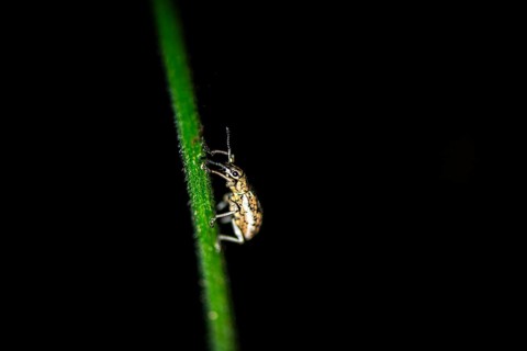 Weevil (Exophthalmus) sitting on a stem at night, at night in the tropical rainforest, Refugio