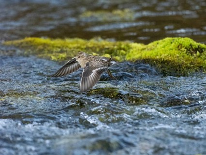 Temminck's Stint (Calidris temminckii), flying across a stream, Finnmark, Norway, Europe