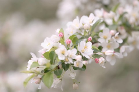 Apple blossom branch with white open flowers and yellow stamens, few closed flowers in pink, green