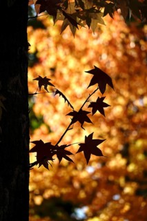 Leaves of the amber tree, October, Germany, Europe