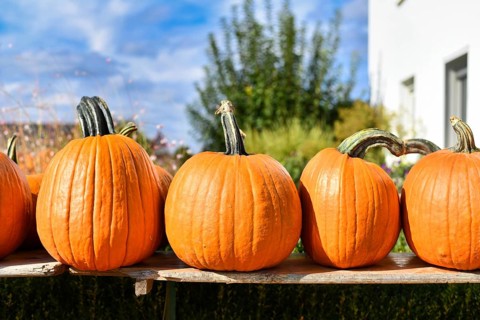 Orange large Halloween pumpkins used for carving on wooden shelf for sale at market