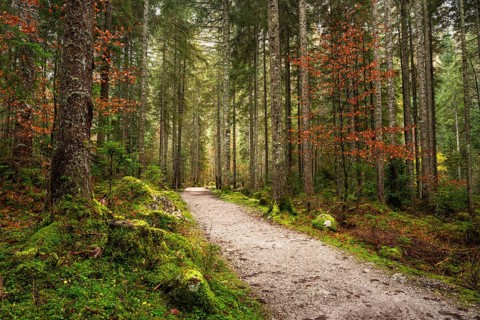 The hiking trail around the Vorderer Gosausee leads through the autumnal forest. Gosau, Gosau