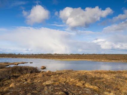 Marsh landscape with Hairy Birch (Betula pubescens) trees, May, Finnish Lapland