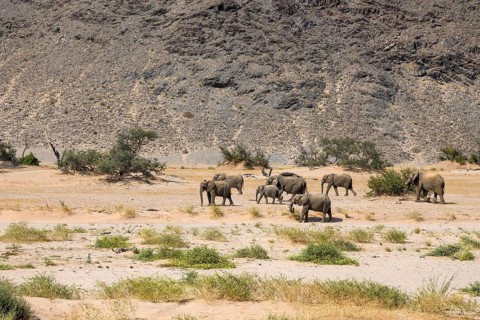 Desert elephants (Loxodonta africana) in the Huab dry river, Damaraland, Kunene region, Namibia,