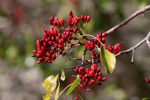 Schotia (Schotia brachypetala), flower, flowering, Kirstenbosch Botanical Gardens, Cape Town, South
