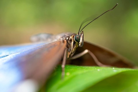 Close-up of a Morpho helenor, blue Morpho butterfly sitting on a leaf, Alajuela province, Costa