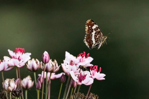 A map butterfly (Araschnia levana), summer generation, showing its wings above delicate pink and