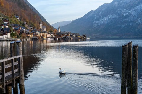 View of Hallstatt and Lake Hallstatt. In the morning in autumn. A swan in the foreground. Good