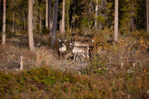 Lapland, Sweden. Reindeer in the forest