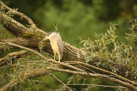 Black crowned night heron (Nycticorax nycticorax) Allgäu, Bavaria, Germany, Allgäu, Bavaria,