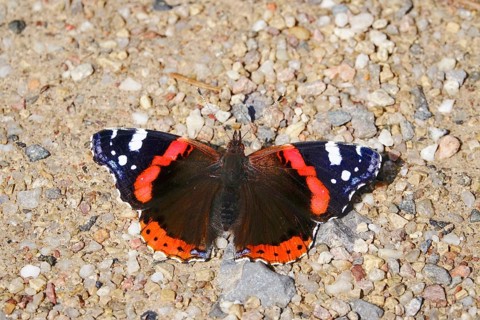 Admiral (Vanessa atalanta), September, Saxony, Germany, Europe