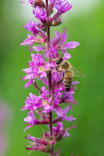 A honey bee (Apis mellifera) sits on a pink flower, purple loosestrife (Lythrum salicaria) and