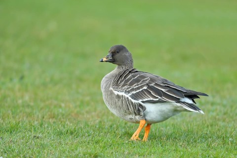 Bean goose (Anser fabalis) in a meadow, Heligoland, North Sea, Germany, Europe